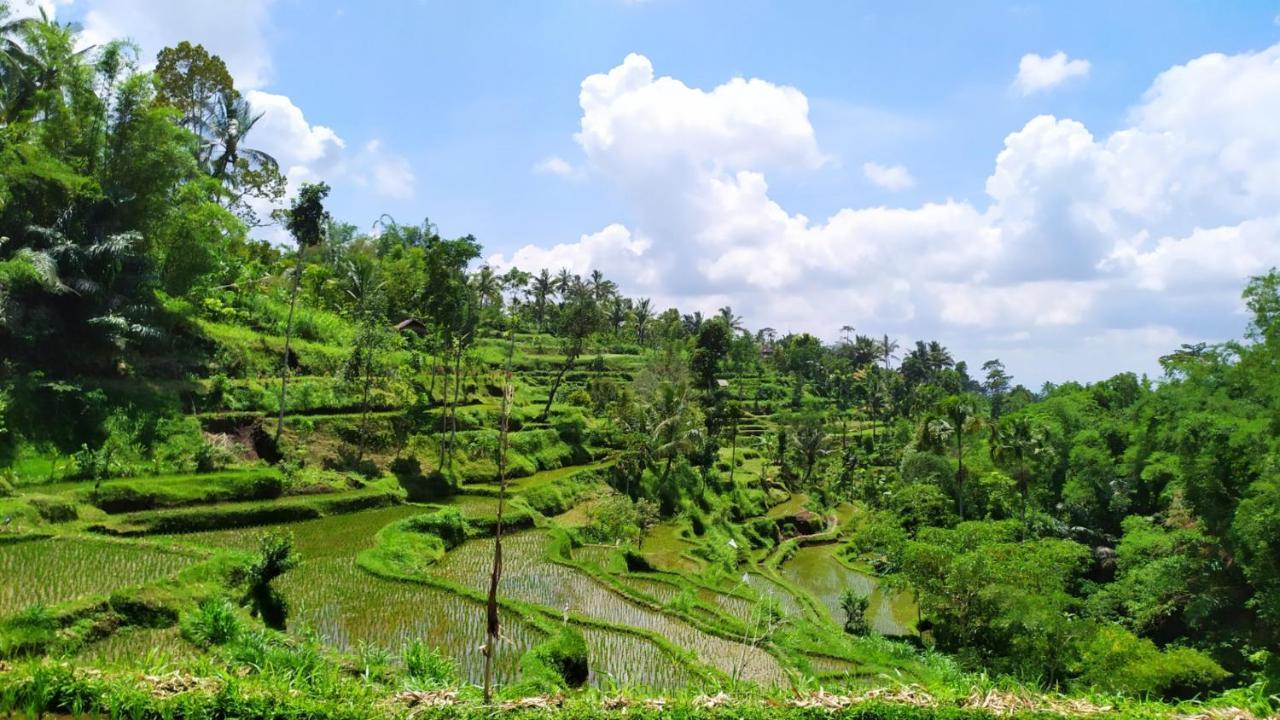 Mysha Guest House-Lombok Tetebatu Exterior photo